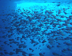 青の洞窟内の魚たち