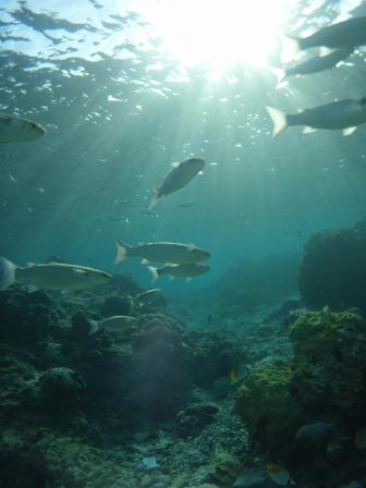 透明度抜群のこれからの海！！