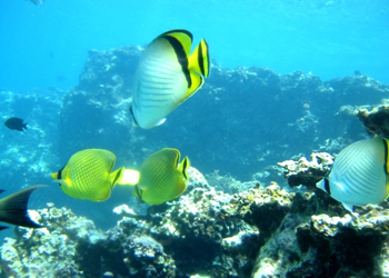 青の洞窟・シュノーケルツアー・熱帯魚