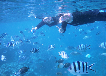 青の洞窟だけじゃない！カラフルな魚たちと遊べます！