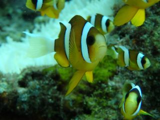 まっちゃんが撮る海の生き物パート2