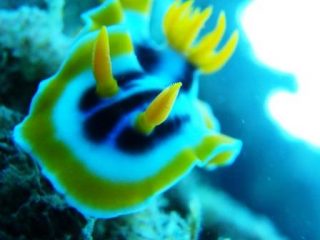 まっちゃんが撮る海の生き物パート3