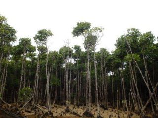 🌲マングローブってな～に？🌲