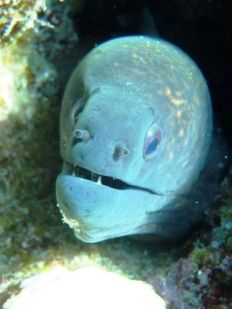 正面から見た魚たち アルガイド沖縄