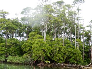 🌳マングローブカヤック🌳