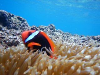 母と息子の仲良しシュノーケリングツアー🐠✨