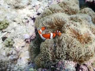 超かわいいっ！クマノミちゃん達紹介🐠💕