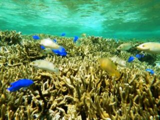 魚にたくさん出会えた🐟