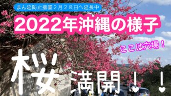 1月下旬に早くも桜開花！沖縄北部の様子をご案内！穴場のおすすめ絶景寒緋桜ポイントへ！