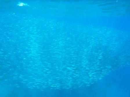 魚の大群！？