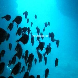 There are nocturnal fishes in the cave and they move together .It's beautiful. There are many surprises inside,please come and check it out.